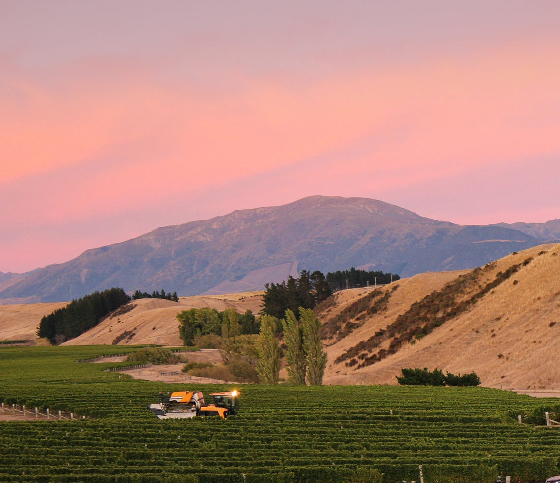 2025 Forrest Petit Manseng