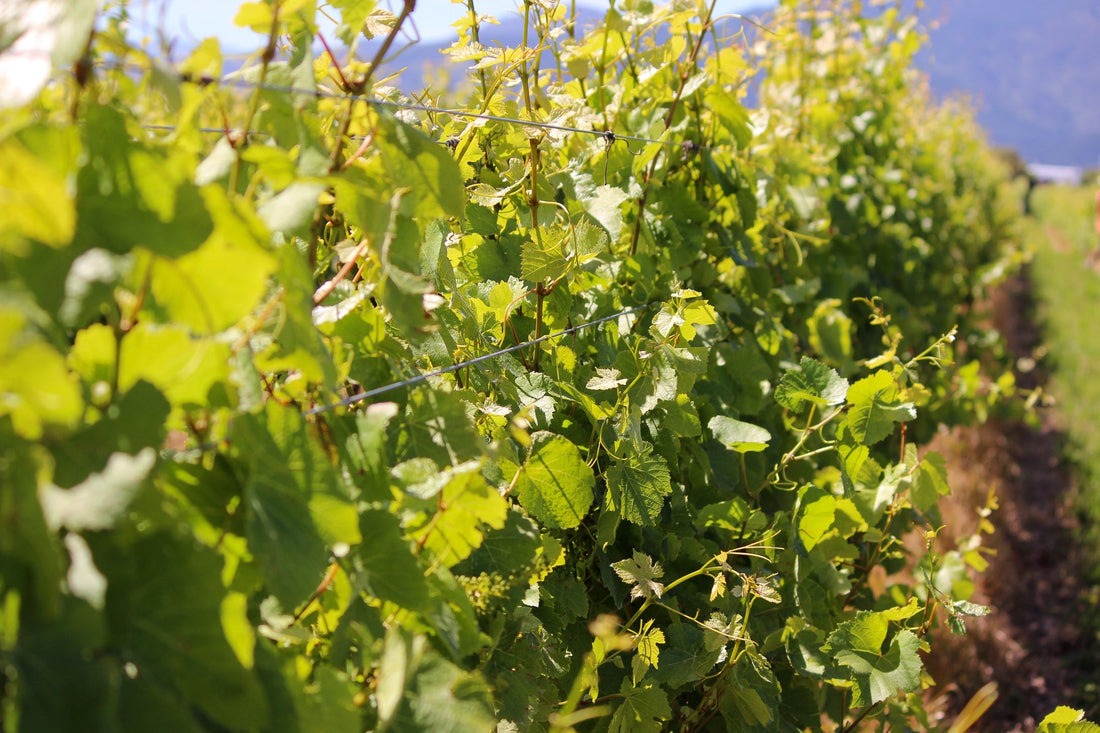 2025 Forrest Petit Manseng