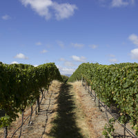 2025 Forrest Fumé Blanc