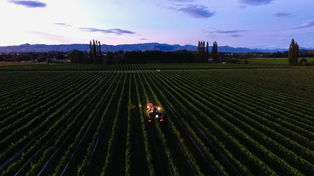 2023 Forrest Pinot Gris