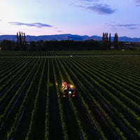 2025 Forrest Pinot Gris