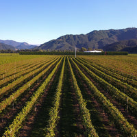 2025 Forrest Pinot Gris