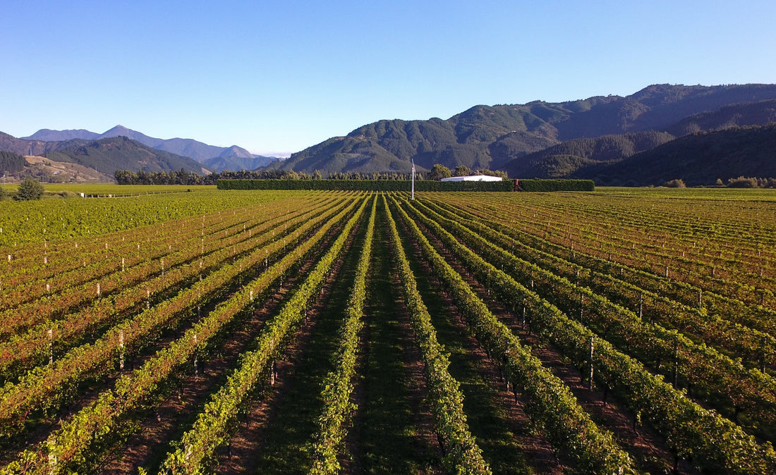 2021 Forrest Pinot Gris - 6 Bottles